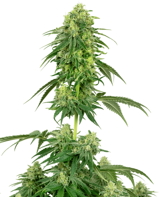 Strawberry Kush Feminised Seeds-WHITE-STRKUSH-FEM