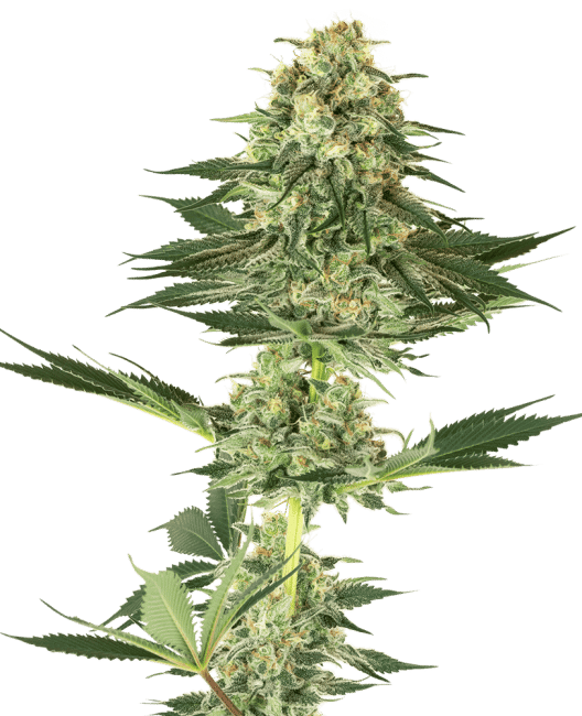 Banana Kush Feminised Seeds-WHITE-BK-FEM