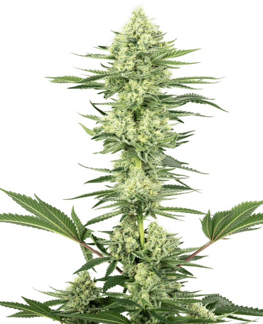White Gorilla Haze Feminised Seeds-WHITE-WGH-FEM
