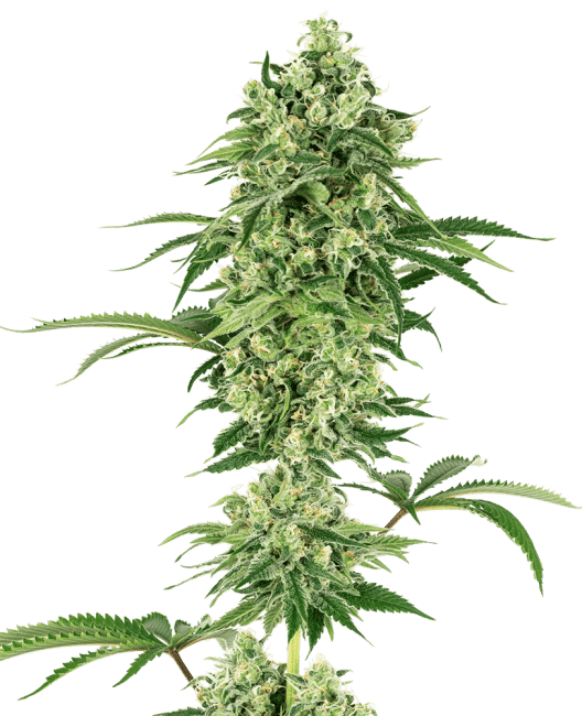 Nicole Hindu Kush Feminised Seeds-WHITE-NHK-FEM