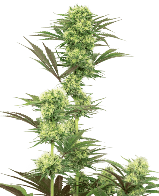 Guava Jelly Feminised Seeds-WHITE-GUAVA-FEM