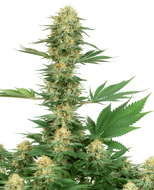 Gelato #420 Feminised Seeds-WHITE-GEL420-FEM