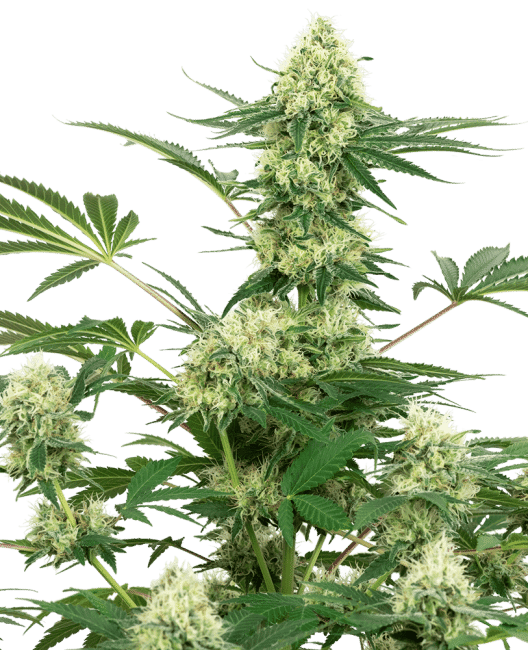 Wedding Cheesecake Feminised Seeds-WHITE-WCC-FEM