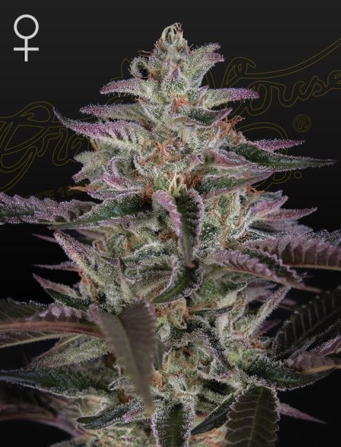 Banana Krumble Feminised Seeds-GHBANKR