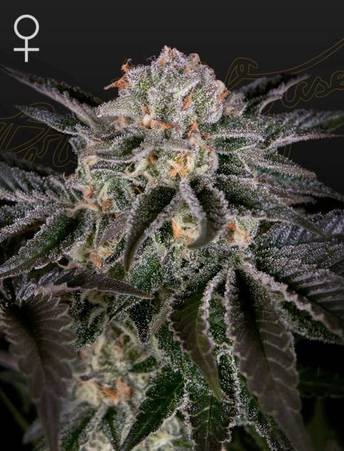 Wonder Pie Feminised Seeds-GHWONP