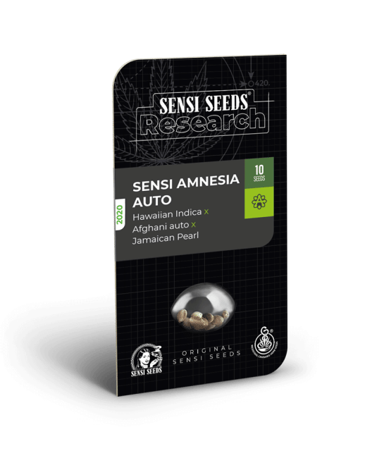 Sensi Amnesia Auto Feminised Seeds-SEN-SENAM-AUTO-FEM