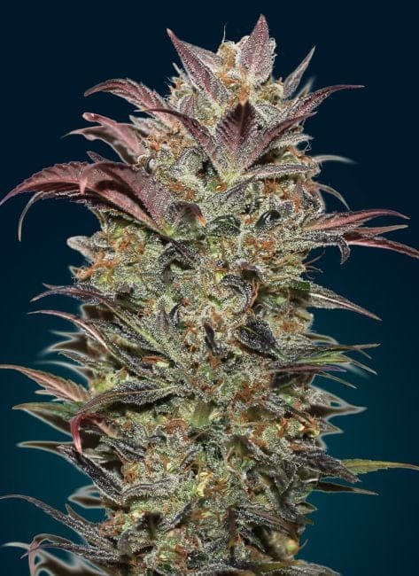 Chocolate Cream Auto Feminised Seeds-00S-CHCR-AUTO-FEM
