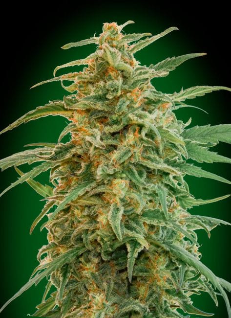 Gorilla Auto Feminised Seeds-00S-GOR-AUTO-FEM