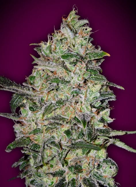 Bubble Gum Fast Feminised Seeds-00S-BGM-FAST-FEM