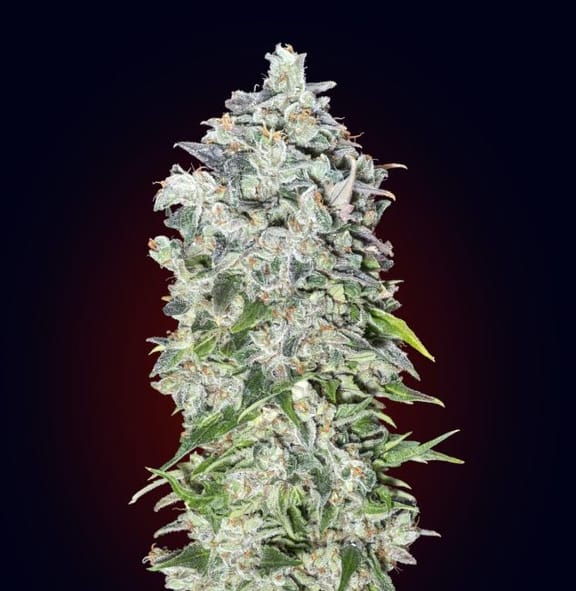 00 Kush Auto Feminised Seeds-00S-00K-AUTO-FEM