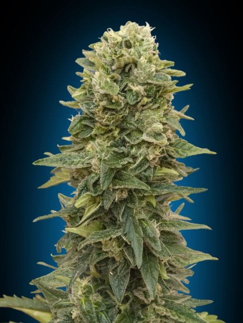 Afghan Mass Auto Feminised Seeds-00S-AFM-AUTO-FEM