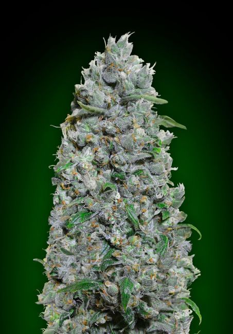 Afghan Mass XXL Auto Feminised Seeds-00S-AFMASSXXL-AUTO-FEM