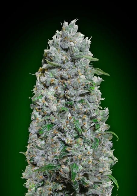 Afghan Mass XXL Auto Feminized Seeds-00S-AFMASSXXL-AUTO-FEM