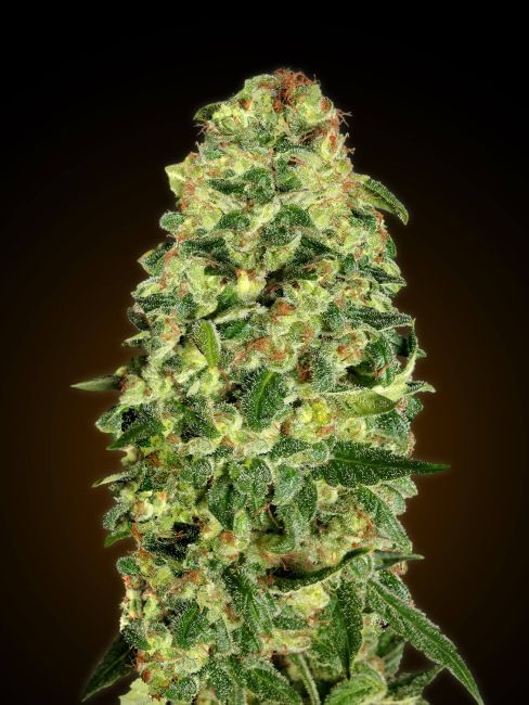 California Kush Auto Feminised Seeds-00S-CK-AUTO-FEM
