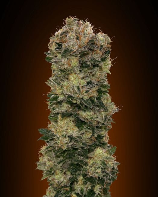 Sweet Soma Auto Feminised Seeds-00S-SWS-AUTO-FEM