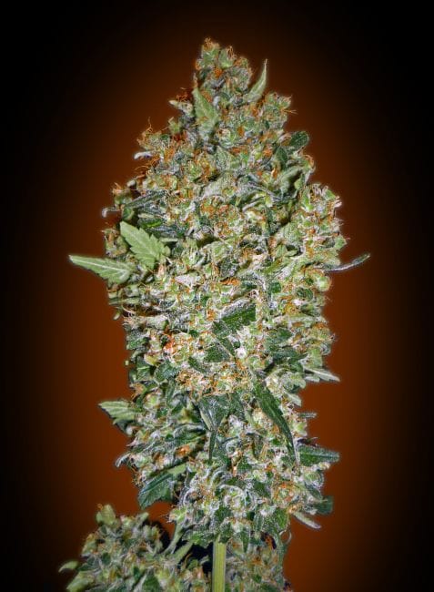 Cheese Berry Feminised Seeds-00S-CHBR-FEM
