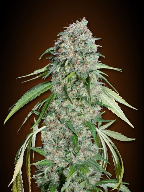 Chocolate Skunk CBD Feminised Seeds-00S-CHSKCBD-FEM