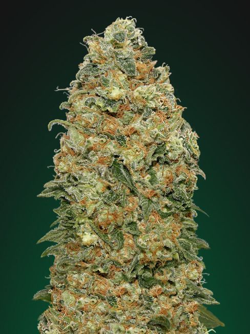 White Widow Feminised Seeds | Buy online now from Seedsman