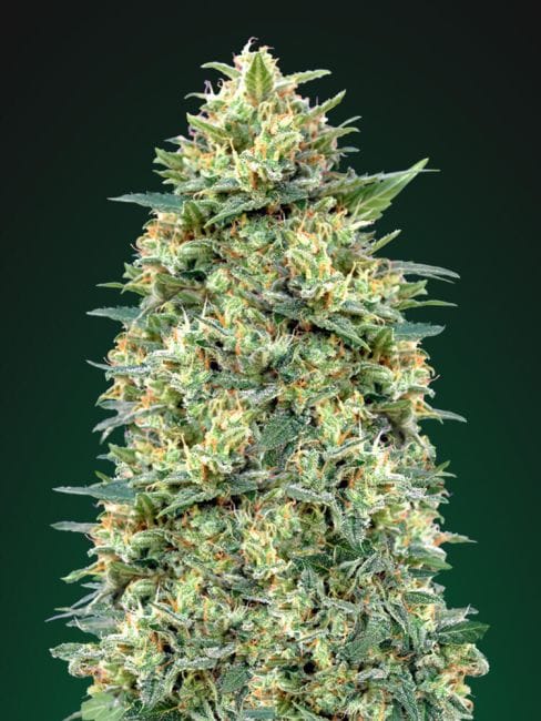 White Widow Auto Feminised Seeds-00S-WW-AUTO-FEM
