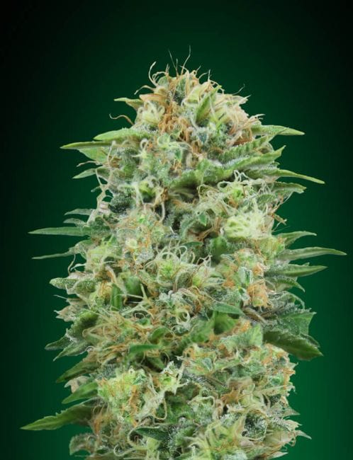 White Widow CBD Feminised Seeds-00S-WW-CBD-FEM