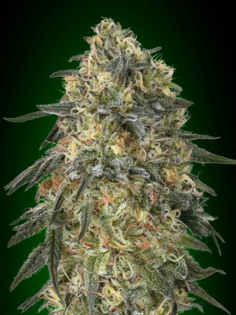 Gorilla Feminised Seeds-00S-GOR-FEM