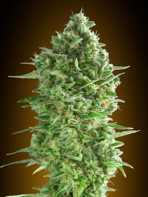 Do-Si-Dos Cookies Feminizované Semena-00S-DSDCOOK-FEM
