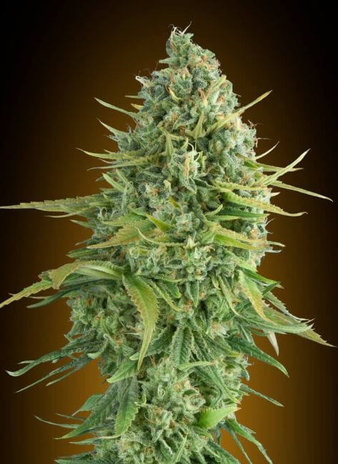 Do-Si-Dos Cookies Auto Feminised Seeds-00S-DSDCOOK-AUTO-FEM