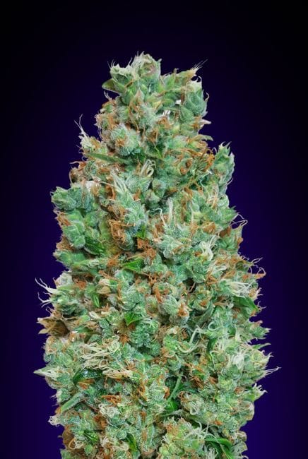 Blueberry Auto феминизирани семена-00S-BLB-AUTO-FEM