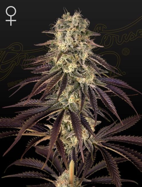 Kong's Krush Feminised Seeds-GHKKRUSH