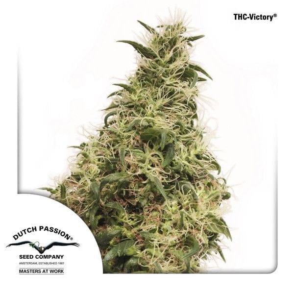 THC-Victory Femminizzati Semi-DP-THCV