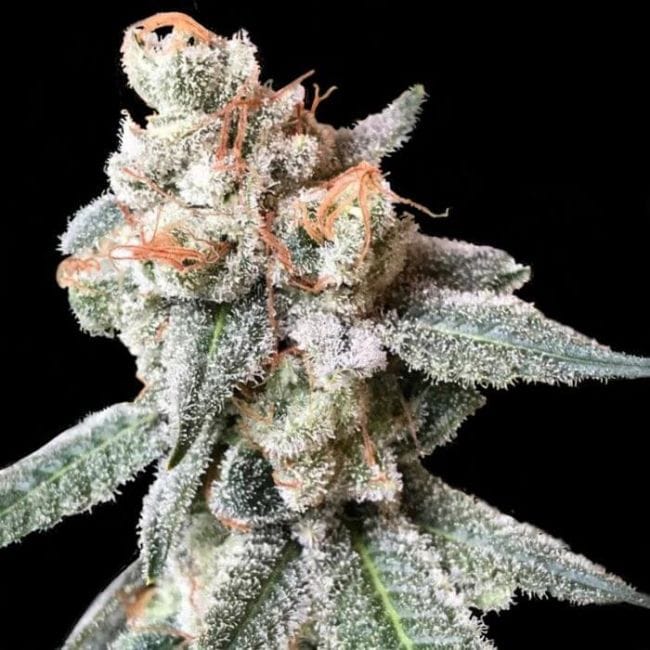 BT7 Feminised Seeds (Crockett Family Farms)-DNA-CFF-BT7-FEM