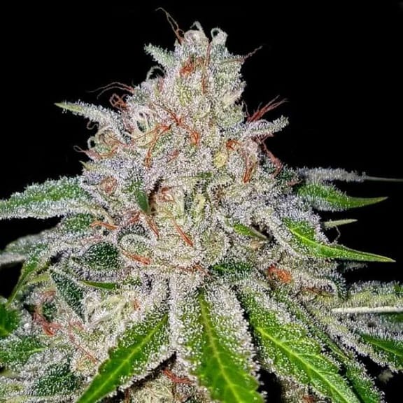 Cherry 18 Feminised Seeds (Crockett Family Farms)-DNA-CFF-CH18-FEM