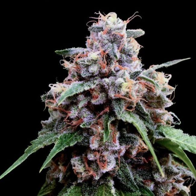 Lemon 18 Feminised Seeds (Crockett Family Farms)-DNA-CFF-LEM18-FEM