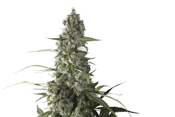 Prima Holandica Regular Seeds-SSSC-PRIMA-REG