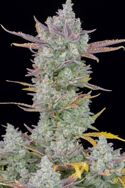 Gorilla Cookies Auto Feminised Seeds-FB-GORCOOK-AUTO-FEM