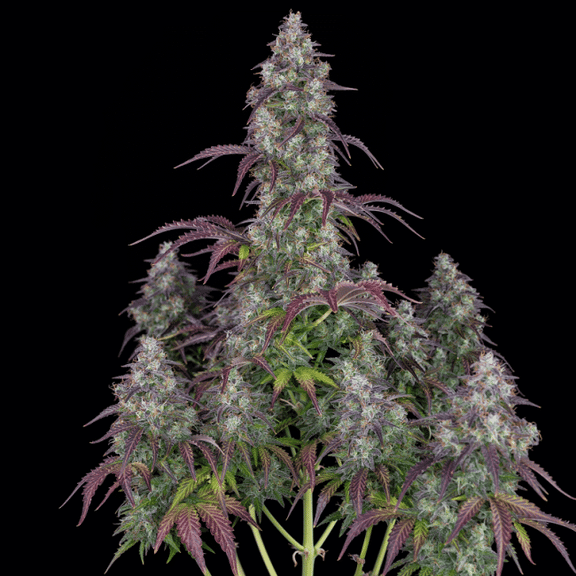 Lemon Pie Auto Feminised Seeds-FB-LEMPIE-AUTO-FEM