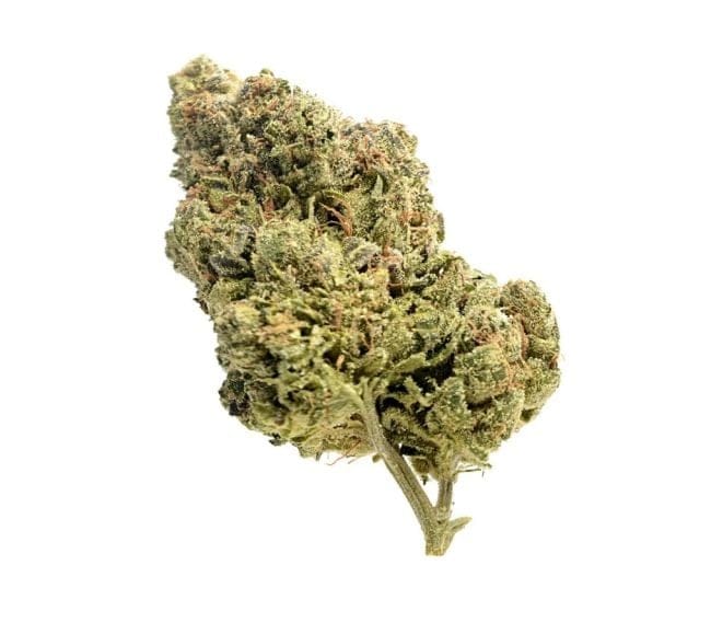 Skyrocket Feminised Seeds-AMG-SKYR-FEM