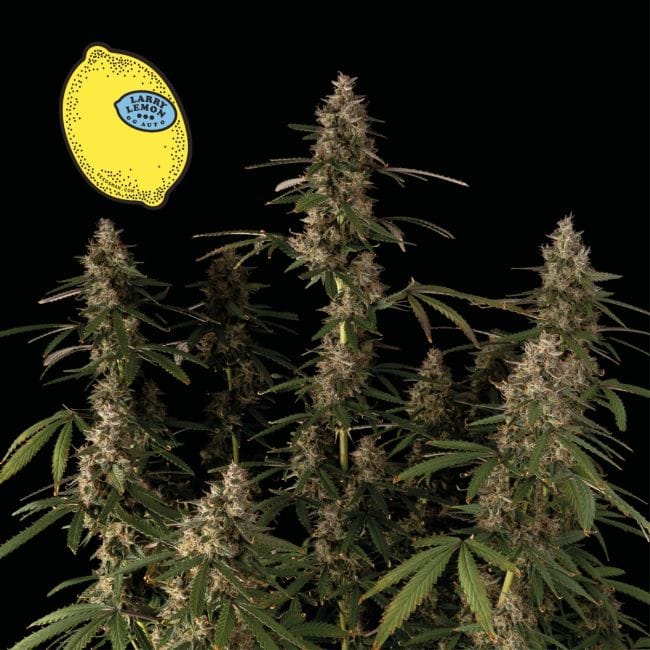 Larry Lemon OG Auto феминизирани семена-SMAN-LARLEM-OG-AUTO-FEM