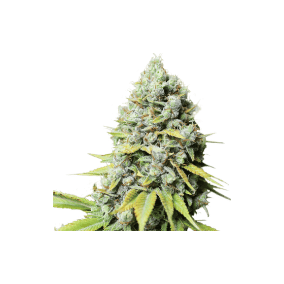Kosher Haze Regular Seeds-SSSC-KOHAZ-REG