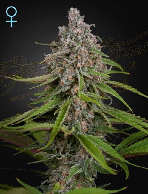 Deep Candy CBD Feminised Seeds-GHDEEPCANCBD