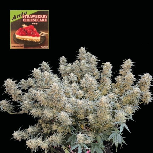 Strawberry Cheesecake Auto Feminised Seeds-SMAN-STRCHCAKE-AUTO-FEM