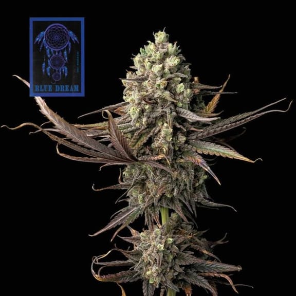 Blue Dream Feminized Seeds-SMAN-BLDR-FEM