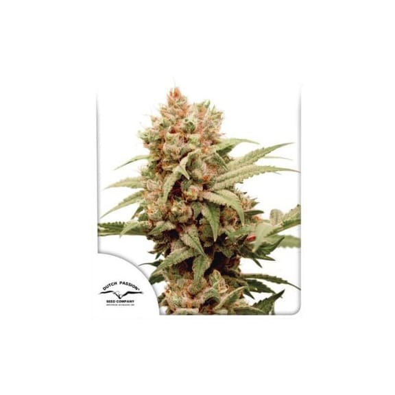 CBG-Force Feminized Seeds-DP-CBGFORCE-FEM