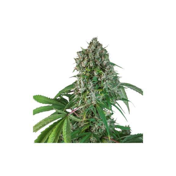 Karel's Herer Haze Regular Seeds-SSSC-KHH-REG