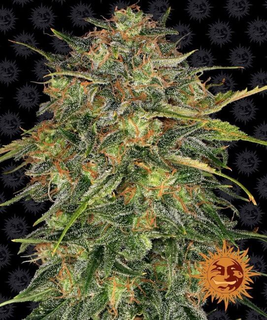 Cheese Feminised Seeds-BFS-CHEES-FEM