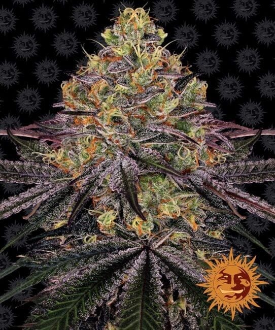 Watermelon Zkittlez Feminizované Semena-BFS-WATZKIT-FEM