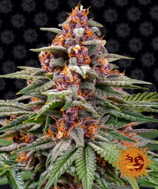 Runtz Auto Feminised Seeds-BFS-RUNTZ-AUTO-FEM