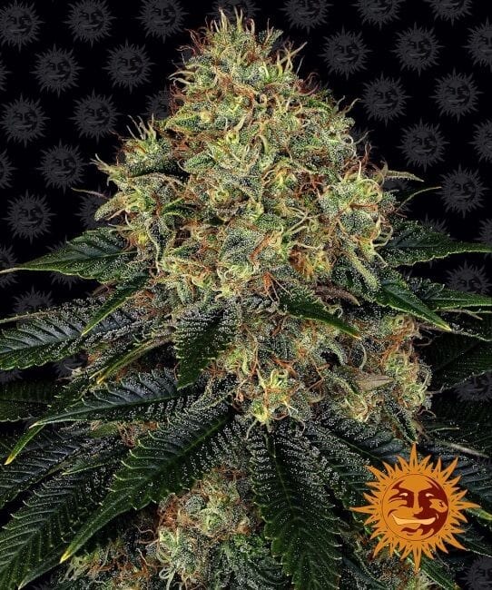 Skywalker OG Auto Feminizované Semena-BFS-SKYOG-AUTO-FEM