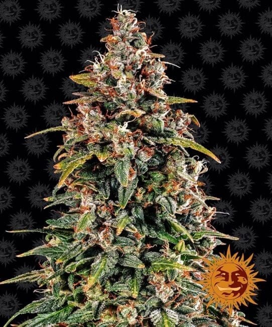 Watermelon Zkittlez Auto Feminized Seeds-BFS-WATZKIT-AUTO-FEM