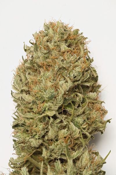 Blue Dream Auto Feminisiert Samen-GOG-BD-AUTO-FEM
